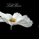 lillbezz