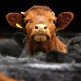 sleepycow
