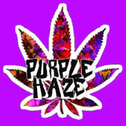 Purple Haze