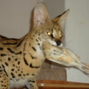 MrServal