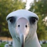 greenalbatross