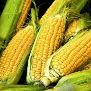 corny